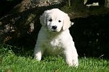 GOLDEN RETRIEVER 970